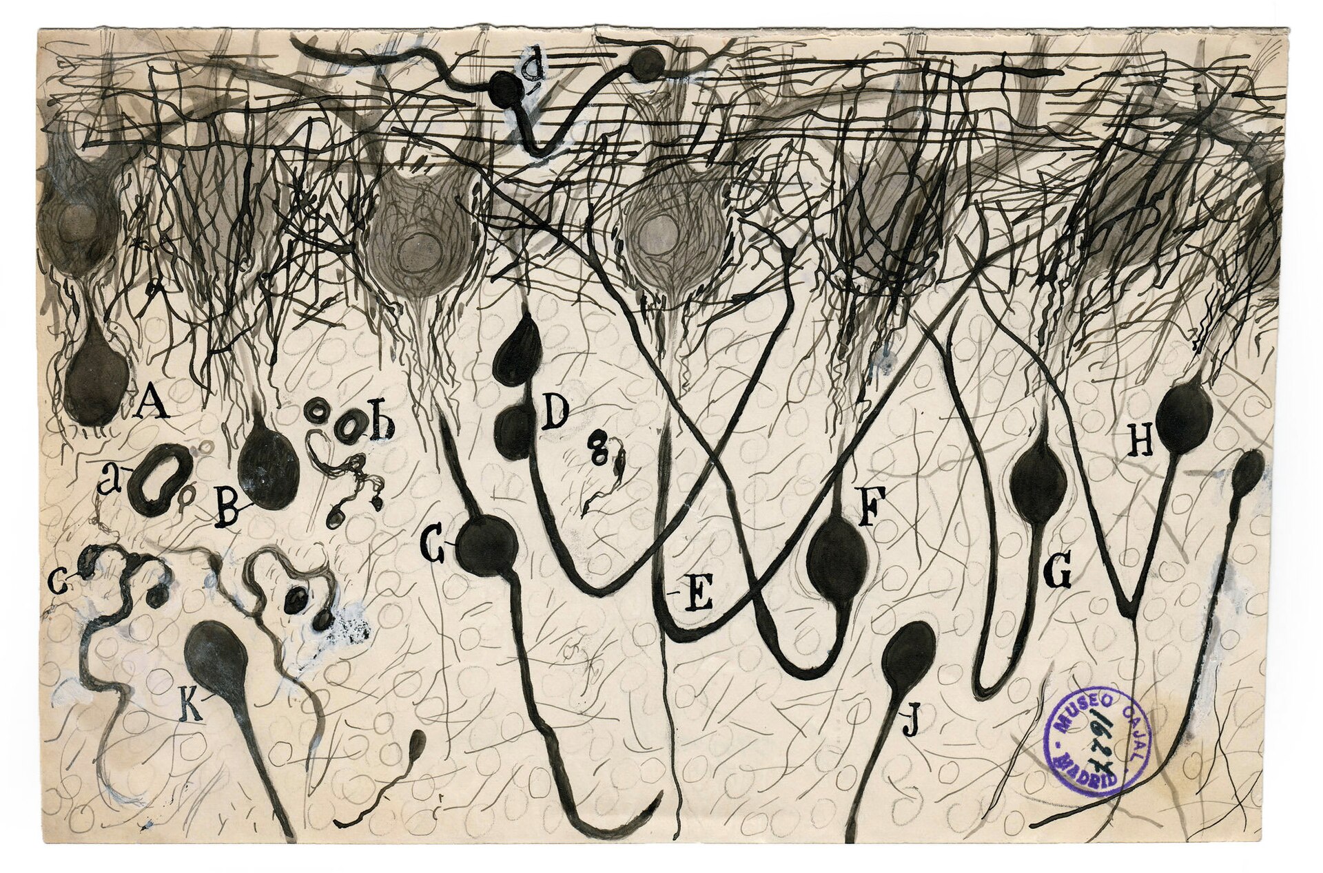 Desenho de células nervosas feito por Santiago Ramón y Cajal por volta de 1900